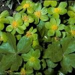 Hacquetia epipactis Plante entière