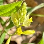 Polygala flavescens Flower