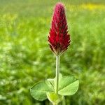 Trifolium incarnatumFlor