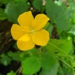 Pavonia burchellii Цвят