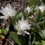Anaphalioides papuana Flor
