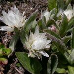 Anaphalioides papuana Flower