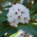 Rhododendron uvariifolium Flor