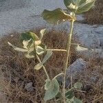 Calotropis procera 形态