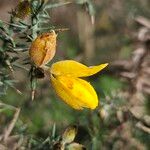 Ulex gallii Flower