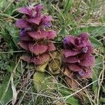 Ajuga pyramidalisElinympäristö