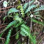 Asplenium ceterach Листок