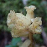 Monotropa hypopitys Цветок