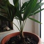 Trachycarpus fortuneiFolha