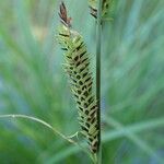 Carex elata Плід