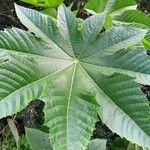 Ricinus communisBlad