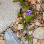 Convolvulus siculus Leaf