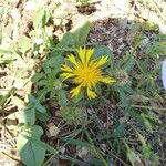 Centaurea acaulis 花