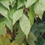 Wisteria frutescens Leaf