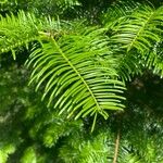 Abies grandis Ravina