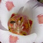 Calochortus venustus ᱵᱟᱦᱟ