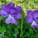 Viola calcarata Hábito