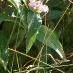 Phlomis herba-venti Leaf