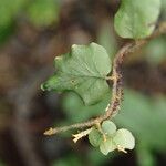 Trichomanes erosum Folha