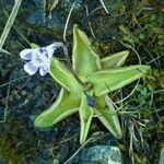 Pinguicula vulgaris Λουλούδι