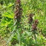 Pedicularis recutita Цветок