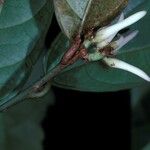 Amphirrhox longifolia Цвят