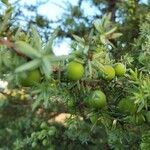 Juniperus macrocarpa Vrucht