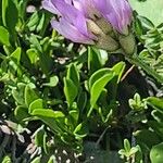 Astragalus danicus Квітка