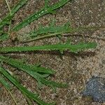 Plantago weldenii Leaf