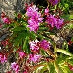 Lewisia longipetala ᱵᱟᱦᱟ