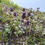 Bartsia alpinaLehti