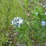 Amsonia ciliata Staniste