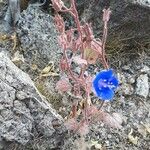 Phacelia campanularia Hábito