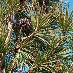 Sciadopitys verticillata Libunga