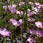 Linanthus dianthiflorus Hábito