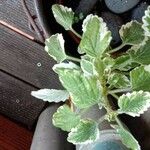 Plectranthus forsteri Blad