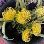 Leucospermum cordifolium Floare