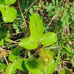 Passiflora ciliata Blad