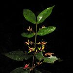 Myrcia bracteata Otro