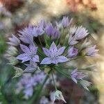 Allium unifolium Blüte