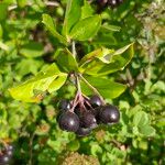 Aronia melanocarpaFruit