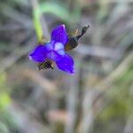 Aristea abyssinica Flower