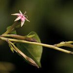 Afrobrunnichia erecta 花