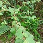 Solanum erythracanthum
