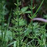 Equisetum fluviatile পাতা