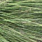 Muhlenbergia capillaris পাতা