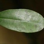 Micropholis guyanensis Leaf