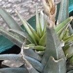 Tillandsia aeranthos 葉