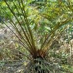 Cyathea atrovirens