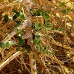 Maerua crassifolia Hoja